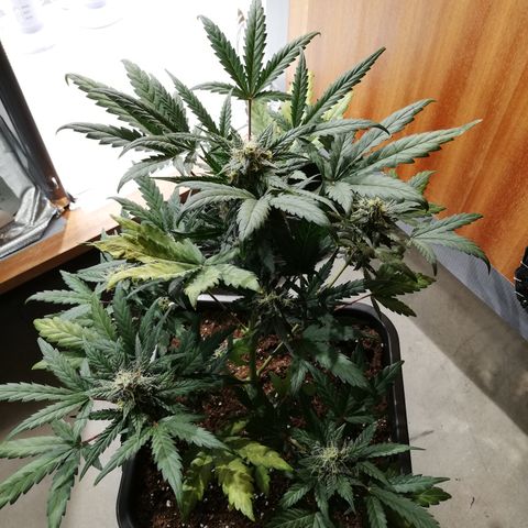 Dosi #1 growlog photo: Les feuille continue à jaunir. 