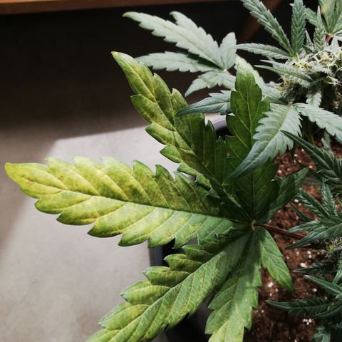 Dosi #1 growlog photo: Les feuille continue à jaunir. 
