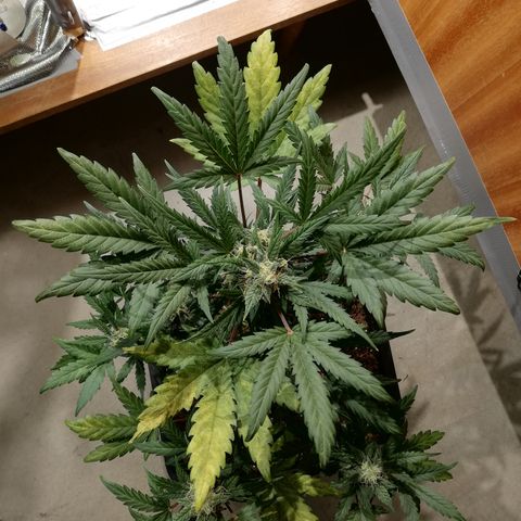 Dosi #1 growlog photo: Les feuille continue à jaunir. 