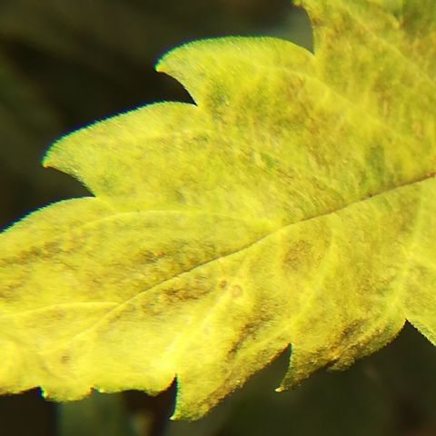 Dosi #1 growlog timeline photo