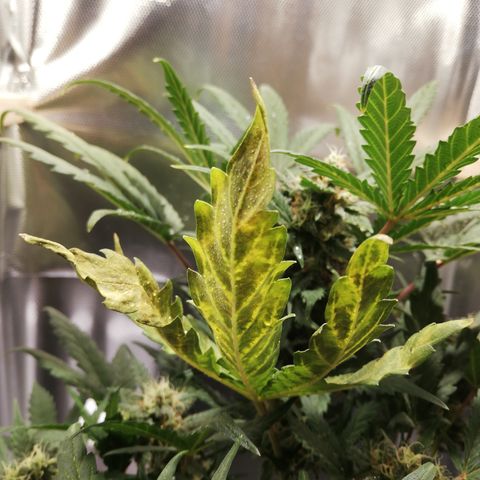 Dosi #1 growlog timeline photo
