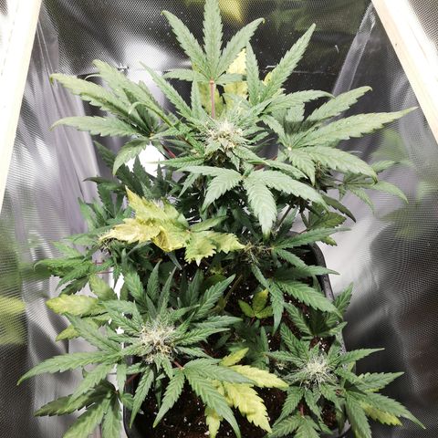 Dosi #1 growlog timeline photo