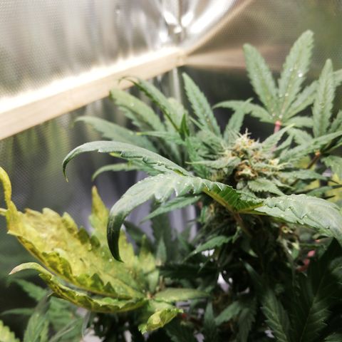 Dosi #1 growlog timeline photo