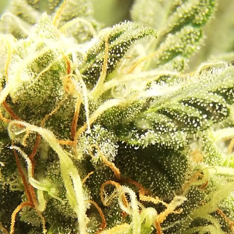 Dosi #1 growlog timeline photo