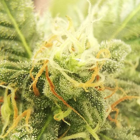Dosi #1 growlog timeline photo