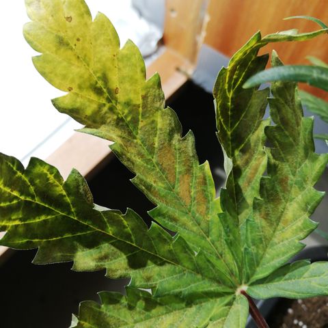 Dosi #1 growlog photo: Pointe des feuilles courbée vers le bas
