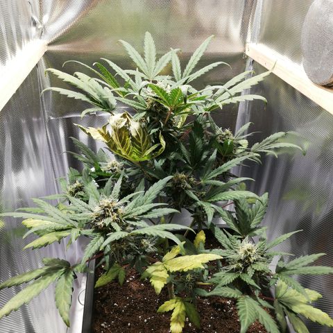 Dosi #1 growlog photo: Pointe des feuilles courbée vers le bas