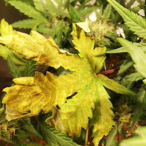 Dosi #1 growlog timeline photo