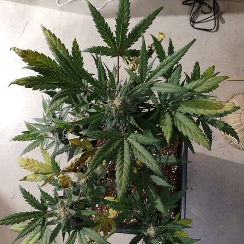 Dosi #1 growlog timeline photo