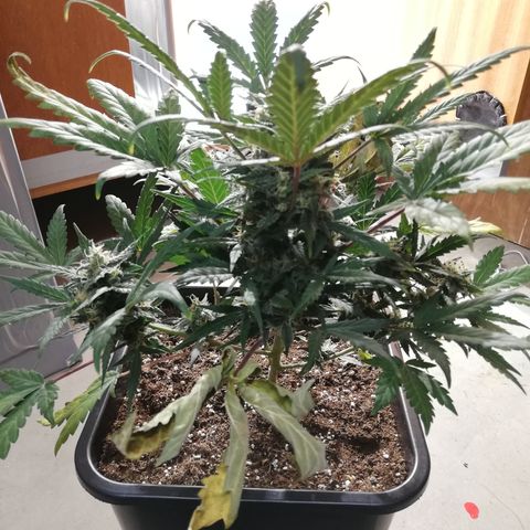 Dosi #1 growlog timeline photo