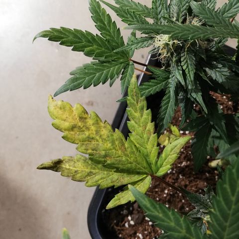 Dosi #1 growlog timeline photo