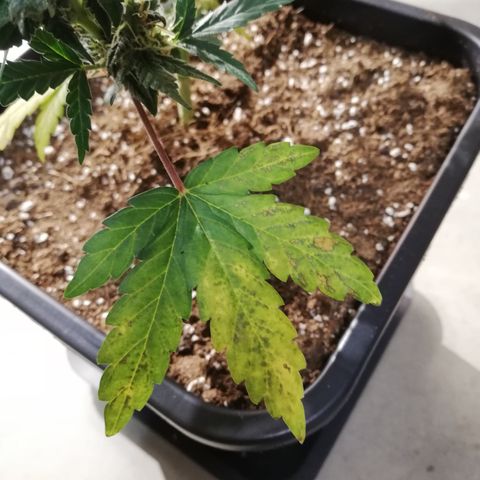 Dosi #1 growlog timeline photo