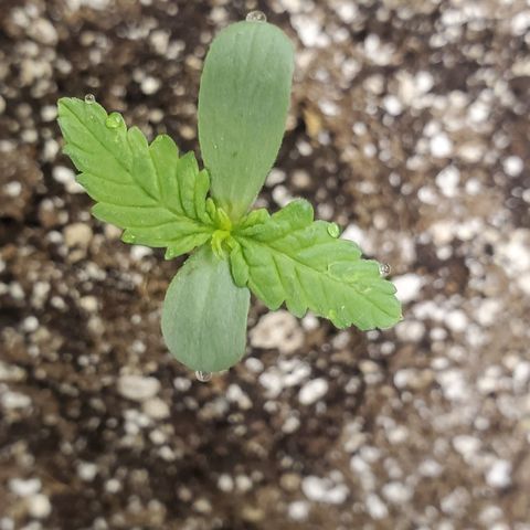 Purple wreak autoflower  growlog timeline photo