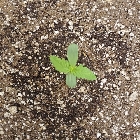 Purple wreak autoflower  growlog timeline photo