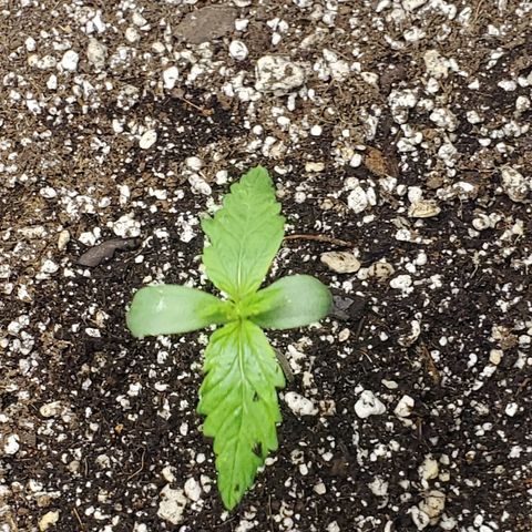 Purple wreak autoflower  growlog photo: 15 days old. My baby girl is doing good . 