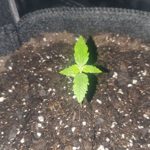 Purple wreak autoflower  growlog photo: #2 18 days old starting heavy feeding this week