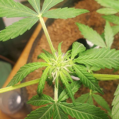 Purple wreak autoflower  growlog timeline photo