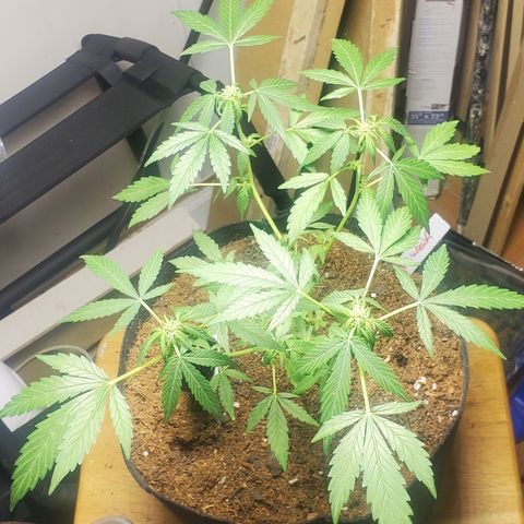 Purple wreak autoflower  growlog timeline photo
