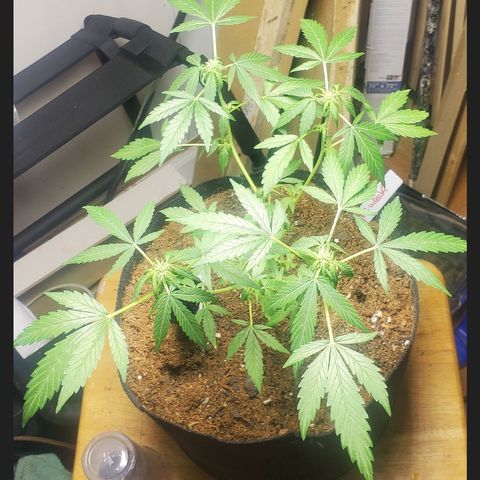 Purple wreak autoflower  growlog timeline photo