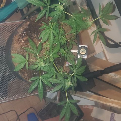 Purple wreak autoflower  growlog timeline photo