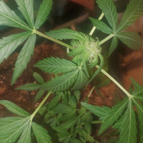 Purple wreak autoflower  growlog timeline photo