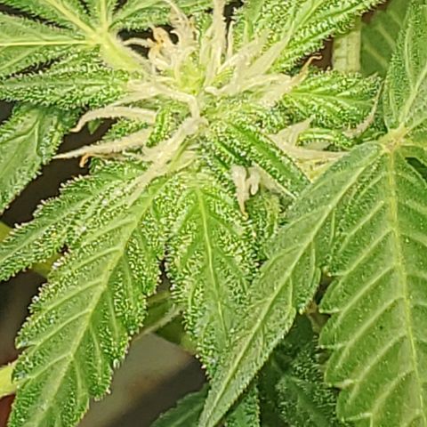 Purple wreak autoflower  growlog photo: It's a week and a half to two weeks in the flowering stage. My very first cannabis plant. Also my first autoflower I've ever grew. So excited and for future grows . I'm going to always use open sesame. 