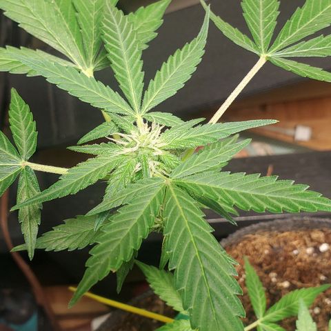 Purple wreak autoflower  growlog photo: It's a week and a half to two weeks in the flowering stage. My very first cannabis plant. Also my first autoflower I've ever grew. So excited and for future grows . I'm going to always use open sesame. 