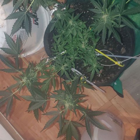 Purple wreak autoflower  growlog timeline photo