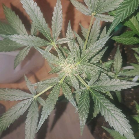 Purple wreak autoflower  growlog timeline photo