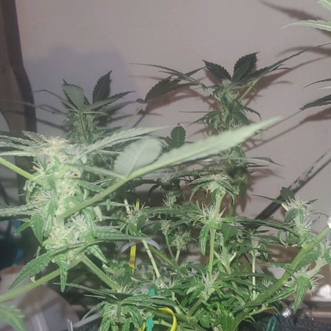 Purple wreak autoflower  growlog timeline photo