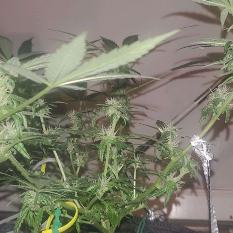 Purple wreak autoflower  growlog timeline photo