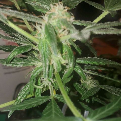 Purple wreak autoflower  growlog photo: About 3 weeks in to flowering stage. 