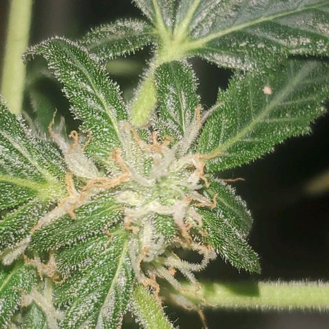 Purple wreak autoflower  growlog photo: About 3 weeks in to flowering stage. 