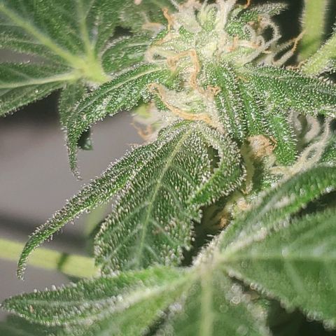 Purple wreak autoflower  growlog photo: About 3 weeks in to flowering stage. 
