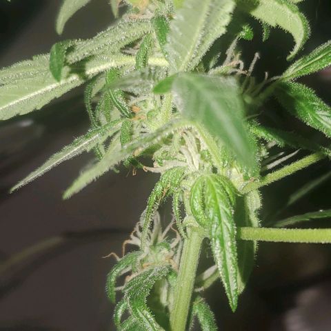 Purple wreak autoflower  growlog photo: About 3 weeks in to flowering stage. 