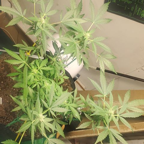 Purple wreak autoflower  growlog timeline photo