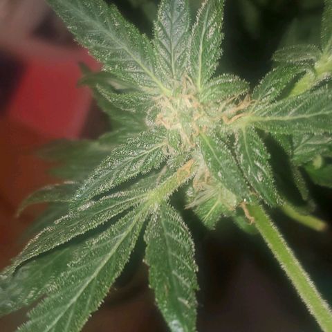 Purple wreak autoflower  growlog photo: I defoliated my plant today. Hoping she should be ready to pull up this time next week also going to feed her her last bit of food today and then I'll give her water in like 3 days and and then I want to flush everything and rip her up can't wait this is my first harvest. Had some ups and downs and the plant had got sick a few times but I think I brought it back pretty good and the soil I grew in was mother Earth. And my nutrients was the fox farms trio