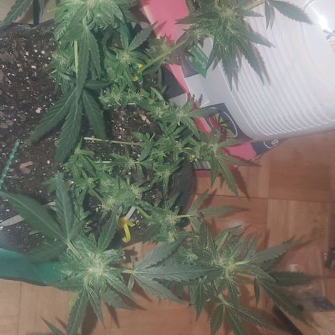 Purple wreak autoflower  growlog photo: I defoliated my plant today. Hoping she should be ready to pull up this time next week also going to feed her her last bit of food today and then I'll give her water in like 3 days and and then I want to flush everything and rip her up can't wait this is my first harvest. Had some ups and downs and the plant had got sick a few times but I think I brought it back pretty good and the soil I grew in was mother Earth. And my nutrients was the fox farms trio