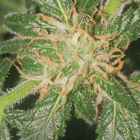 Purple wreak autoflower  growlog photo: About 3 weeks in to flowering stage. 