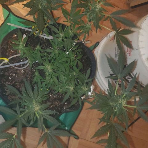 Purple wreak autoflower  growlog photo: About 3 weeks in to flowering stage. 