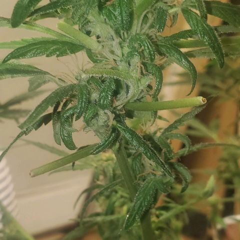 Purple wreak autoflower  growlog photo: I defoliated my plant today. Hoping she should be ready to pull up this time next week also going to feed her her last bit of food today and then I'll give her water in like 3 days and and then I want to flush everything and rip her up can't wait this is my first harvest. Had some ups and downs and the plant had got sick a few times but I think I brought it back pretty good and the soil I grew in was mother Earth. And my nutrients was the fox farms trio