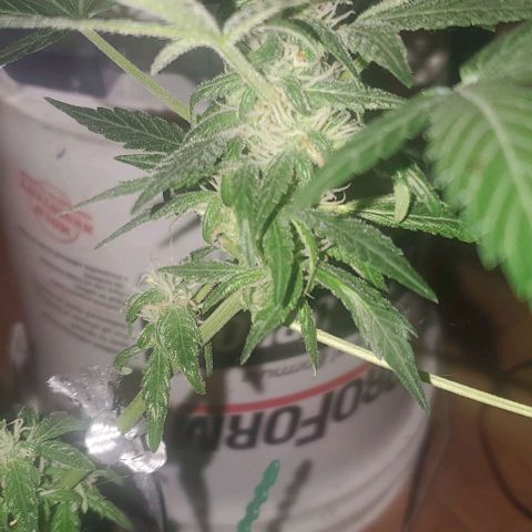 Purple wreak autoflower  growlog timeline photo
