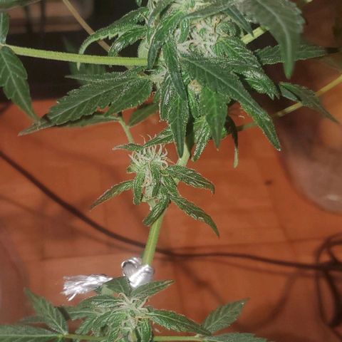 Purple wreak autoflower  growlog photo: About 3 weeks in to flowering stage. 