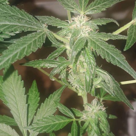 Purple wreak autoflower  growlog timeline photo