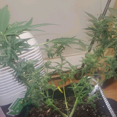 Purple wreak autoflower  growlog photo: I defoliated my plant today. Hoping she should be ready to pull up this time next week also going to feed her her last bit of food today and then I'll give her water in like 3 days and and then I want to flush everything and rip her up can't wait this is my first harvest. Had some ups and downs and the plant had got sick a few times but I think I brought it back pretty good and the soil I grew in was mother Earth. And my nutrients was the fox farms trio