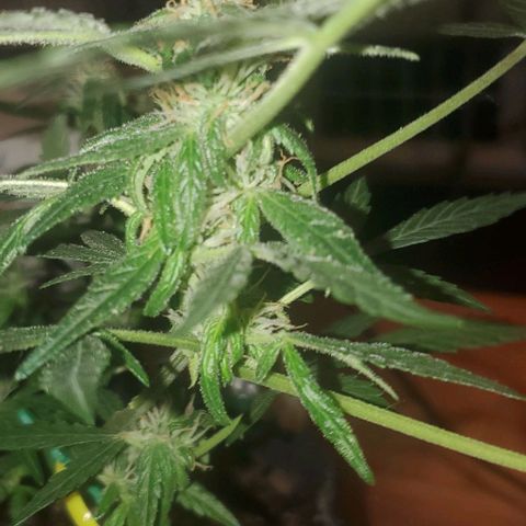 Purple wreak autoflower  growlog photo: About 3 weeks in to flowering stage. 