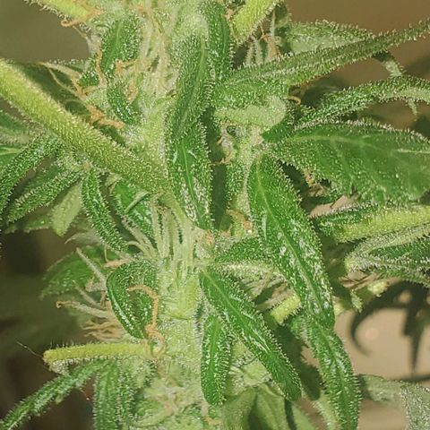 Purple wreak autoflower  growlog photo: I defoliated my plant today. Hoping she should be ready to pull up this time next week also going to feed her her last bit of food today and then I'll give her water in like 3 days and and then I want to flush everything and rip her up can't wait this is my first harvest. Had some ups and downs and the plant had got sick a few times but I think I brought it back pretty good and the soil I grew in was mother Earth. And my nutrients was the fox farms trio