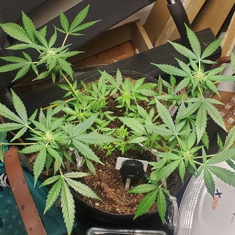Purple wreak autoflower  growlog photo: It's a week and a half to two weeks in the flowering stage. My very first cannabis plant. Also my first autoflower I've ever grew. So excited and for future grows . I'm going to always use open sesame. 