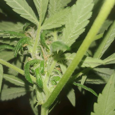 Purple wreak autoflower  growlog photo: About 3 weeks in to flowering stage. 