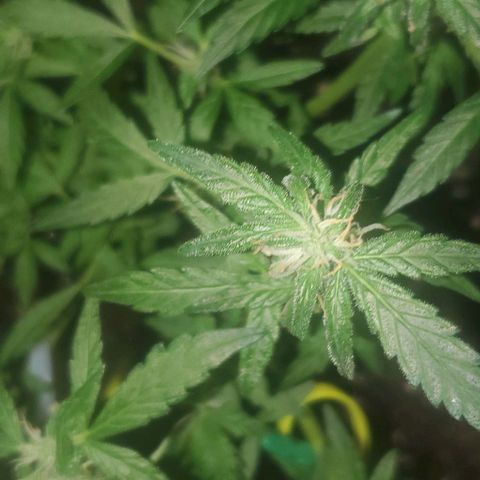 Purple wreak autoflower  growlog timeline photo